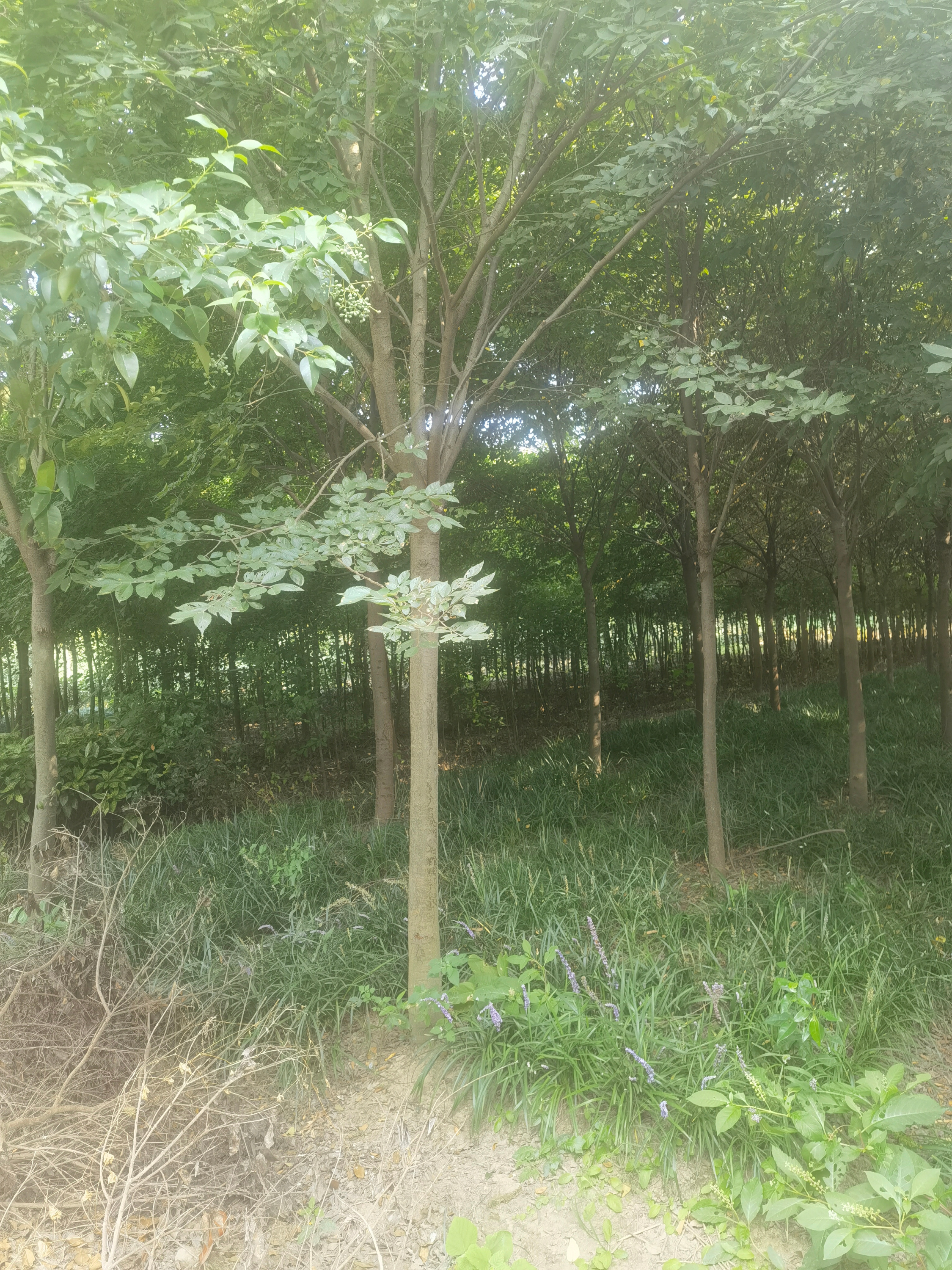 精品櫸樹(shù)